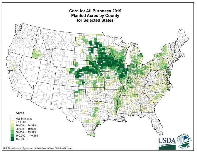 2019-corn-1